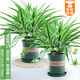 綠有意金邊吊蘭盆栽花卉植物室內(nèi)陽臺(tái)凈化空氣去甲醛小綠植水培垂吊客廳 【劃算2盆】大盆金邊吊蘭【加 帶盆栽好