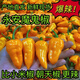魔鬼辣椒超辣福建永安特產(chǎn)黃椒燈籠椒正宗變態(tài)特辣新鮮現(xiàn)摘農(nóng)家 特辣新鮮魔鬼辣椒5斤