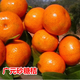 橘子樹(shù)苗砂糖橘苗桔子苗金桔柑橘子苗盆栽地栽四季果樹(shù)苗當年結果 廣元砂糖橘3年苗 60cm(含)-69cm(含)