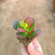 姬紅花月紅葉玉樹(shù)盆栽老樁多肉植物群生多頭新花月錦肉肉綠植花卉 姬紅花月小苗1顆