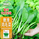 IDEAL理想農(nóng)業(yè) 雞毛菜種子小青菜種籽易活盆栽家庭四季易種植蔬菜種子