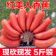 顏曼箐海南紅皮香蕉新鮮當(dāng)季自然熟小紅香焦紅美人粉蕉芭蕉大果水果整箱 5斤