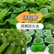 曠古農(nóng)業(yè)涼粉草新鮮綠涼粉燒仙草仙人草現(xiàn)摘現(xiàn)發(fā)燒仙涼制作原料冰粉蔬菜 2斤