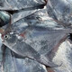七條船舟山銀鯧魚鮮活速凍野生海捕小白鯧鳊魚平魚新鮮海魚海鮮水產(chǎn)3斤 100g-150g/條 4條裝/斤（3斤）