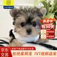 柴墨精品約克夏 幼犬狗狗活體幼崽寵物狗小型茶杯犬簽訂合同下單 寵物級 約克夏