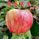 果樹(shù)苗嘎啦蘋(píng)果樹(shù)苗煙富蘋(píng)果嫁接苗紅肉蘋(píng)果苗南北方種植當年結果 2年苗【好成活】1顆 嘎啦蘋(píng)果樹(shù)