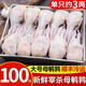 崠鮮 鵪鶉 現殺鵪鶉肉新鮮冷凍白條母鵪鶉 燒烤生鮮 母鵪鶉100只