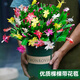 蟹爪蘭盆栽帶花苞多色花卉植物室內(nèi)綠植好養(yǎng)活四季開花苗螃蟹抓蓮 【帶花苞】混色12棵（包成活）送肥料 不含盆