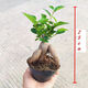 種花迷小葉榕樹適合盆栽的植物花卉綠植盆景室內(nèi)陽臺(tái)地瓜榕老樁四季好養(yǎng) 原生無嫁接小樹榕 裸根不帶土