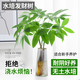 臨雅發(fā)財樹(shù)盆栽室內水培綠植物水養花卉辦公室桌面小耐陰招財擺件好養 水培發(fā)財樹(shù)40~50cm2枝