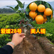 CHUANGSHIJI象山紅美人柑橘苗 嫁接愛(ài)媛28號橘樹(shù)苗 甘平南方種植當年結果 6年苗：當年結果 40cm(含)-50cm(不含)