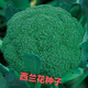 西蘭花種子春夏秋季花椰菜籽耐熱抗寒四季綠菜花青花菜種 【當(dāng)季新種】西蘭花種子90天 【日限300份】2宋2發(fā)4包