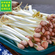 【JD京鮮配送】花生芽新鮮蔬菜當天采摘花生苗長壽芽火鍋苗菜沙拉 花生芽1000g【鮮嫩】