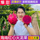 周小貝 海南金都一號(hào)紅心火龍果紅肉京都蜜寶新鮮水果生鮮 特大果5斤