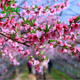 苗彩庭院觀(guān)賞樹(shù)桃花苗盆栽地栽粉色桃花樹(shù)苗許愿樹(shù)紫葉桃紅葉碧桃樹(shù)苗 3厘米粗【開(kāi)花多多】 不含盆