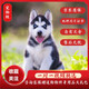 咯咪純種哈士奇幼犬活體寵物狗二哈小狗崽三把火藍(lán)眼西伯利亞雪橇犬 寵物級  公