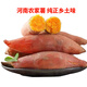 丑禾現(xiàn)挖沙地番薯新鮮紅薯農(nóng)家蜜薯烤薯店專(zhuān)用烤地瓜新鮮蔬菜雜糧飽腹 現(xiàn)挖沙地番薯（含箱5斤） 優(yōu)選（更多人的選擇）