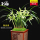 劉閣蘭花劉閣蘭花新品素心蘭 春劍隆昌素 冬帶濃香花苞出售花卉苗綠植盆栽 隆昌素4苗連體裸根