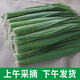 青木秧 新鮮蘆葦葉白洋淀野生粽子葉家用包粽子葉子粽子葉端午節(jié)蘆葦葉 新鮮優(yōu)質(zhì)粽子葉150片 通貨3-6CM【泡沫箱加冰袋】
