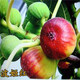 HUAHUIYOU無花果樹苗果樹苗波姬紅盆栽地栽南北方四季種植當(dāng)年結(jié)果發(fā)貨 波姬紅 五年苗 【當(dāng)年結(jié)果】 81cm(含)-110cm(含)