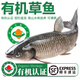 太湖?！居袡C(jī)草魚(yú)】鮮活現(xiàn)殺淡水魚(yú)類 新鮮鯉科鯇魚(yú)兒童水產(chǎn) 整條仙骨魚(yú) 【有機(jī)草魚(yú)】2斤