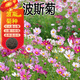 駿楷園林格?；ǚN子矮桿波斯菊種子庭院花籽草花組合四季開(kāi)花易活室外花卉 高桿混色一斤