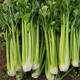 壽禾 芹菜種子香芹四季山芹陽(yáng)臺盆栽種菜蔬菜種秋冬季菜種籽 靚翠西芹種子 100g桶裝