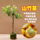 進口泰國無籽山竹苗山竹樹苗果樹苗盆栽地栽當年結(jié)果南北方種植 新品種奶油山竹苗 三年苗