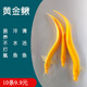 冷水黃金泥鰍苗金色清潔魚工具魚清道夫好養(yǎng)耐活新練手觀賞小金魚 金鰍4-6厘米2條