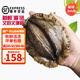 時(shí)寐東山縣澳角村黃金鮑魚(yú) 大號鮑魚(yú)海鮮禮盒 送禮 源頭直發(fā) 禮盒6頭/3斤