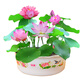 水培植物【30粒人工開(kāi)口套裝】四季碗蓮種子套餐蓮花盆栽水培植物迷你睡蓮室內水生荷花綠植花卉旺之春 混色種子30粒+盆+營(yíng)養液+塘泥