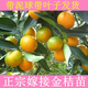 廣西脆蜜金桔苗四季結(jié)果嫁接脆蜜金桔樹苗帶果發(fā)貨南北方地栽盆栽 新品大果脆蜜金桔3年苗 60cm(含)-69cm(含)