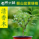 石光小站上水石吸水石植物假山盆景擺件微景觀綠植文竹澳洲杉鐵線蕨清香木菖蒲金絲荷葉銅錢草垂盆草袖珍椰子 清香木