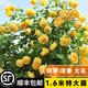 坤卉薔薇花苗爬藤耐寒藤本月季特大爬墻花卉陽臺盆栽庭院植物四季開花 黃金慶典（當年開花爆滿） 1.6米左右爬藤特大苗