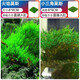 瘋狂水草（FKSC）莫斯水草活體植物魚(yú)缸造景底部前景套餐懶人陰性莫斯樹(shù)沉木水榕 三角火焰莫斯組合