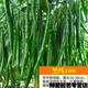 春枝韻韓國進(jìn)口黑綠線(xiàn)椒種子深綠辣椒種籽高產(chǎn)長(cháng)椒四季陽(yáng)臺盆栽蔬菜籽 【黑線(xiàn)106】1000粒