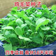 新種雞毛菜種子四季播種抗熱耐寒小白菜籽小青菜籽蔬菜種子 標(biāo)準(zhǔn) 剛到新種1包100粒（新手試種）