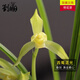 劉閣蘭花劉閣蘭花苗春劍西蜀道光現帶花苞濃香出售高檔蘭花盆栽綠植花卉 3苗連體 訂閱配肥