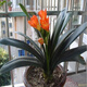 帶盆帶土6年大苗綠植盆栽室內(nèi)精品花卉君子蘭花苗花卉室內(nèi)花卉鮮花花卉室內(nèi)盆景盆栽綠植君子蘭苗素顏 國蘭君子蘭10片以上