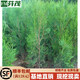 黛陌側柏樹(shù)苗 扁側柏樹(shù) 松柏樹(shù)苗 庭院綠化側柏葉 柏樹(shù)綠化苗木 1米高