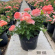 意軒月季特大花濃香果汁陽臺庭院花卉植物盆栽薔薇四季玫瑰花苗帶花苞 諾娃(灌木月季開花季節(jié)帶花) 小苗含營養(yǎng)缽