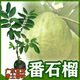 番石榴 廣東帶土帶葉發(fā)貨嫁接紅寶石芭樂珍珠番石榴樹苗盆栽地栽 四季珍珠芭樂(白肉香甜脆口) 1年嫁接苗(1顆)