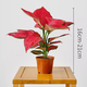 花素說(shuō)吉利紅如意皇后竹芋盆栽綠植 辦公室桌面好養萬(wàn)年青植物花盆栽 【一株紅如意】簡(jiǎn)易盆