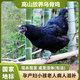 怡博士烏雞新鮮現(xiàn)殺正宗農(nóng)家散養(yǎng)土雞五黑雞烏骨雞活雞公雞月子雞老母雞 烏骨母雞一只(現(xiàn)殺現(xiàn)發(fā))滋補(bǔ)首選