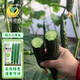 鳳鳴雅世密刺黃瓜老品種綠心黃瓜種籽子菜種籽綠芯芯黃瓜種子20粒