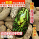 精品千眼菩提子原籽原料胖果大果手把件翡翠綠果白色文玩手串佛珠 精品新果7-8厘米5個(gè)送砂紙拋光
