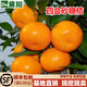 黛陌橘子苗砂糖橘子樹(shù)苗金桔苗桔子苗粑粑柑橘苗蜜橘苗桔子樹(shù)苗南北方 四會(huì )砂糖橘 3年苗當年結果