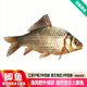 品鮮肴淡水魚(yú)生態(tài)鯽魚(yú)大小土鯽魚(yú)漁民自然捕獲鮮活魚(yú)現殺孕婦月子營(yíng)養湯 400g（三去凈膛）現殺4-6條