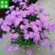 孫凱（SUNKAI）菊花盆栽荷蘭菊花卉綠植小雛菊千頭菊瑪格麗特菊藍目菊 姬小菊 不含盆