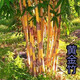 竹子樹(shù)苗紫竹盆栽庭院綠化景觀(guān)竹苗四季常青竹子樹(shù)苗北方耐寒植物 黃金竹2公分粗
